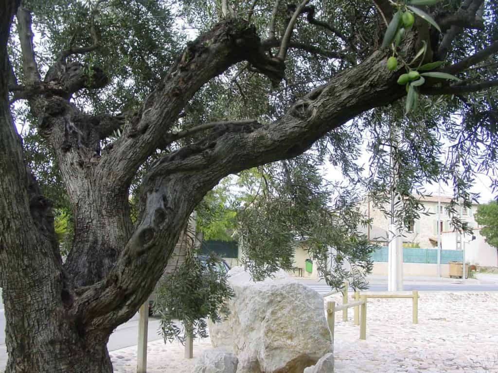 Détails tronc olivier de la Fare