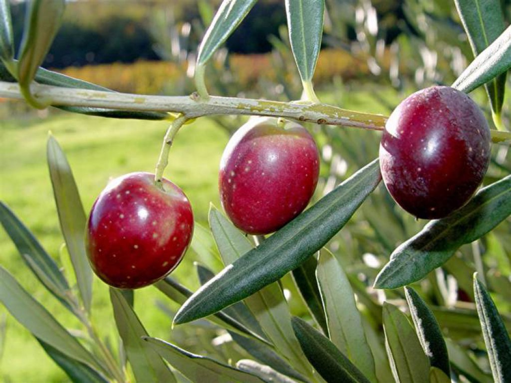 Olives bien rouges