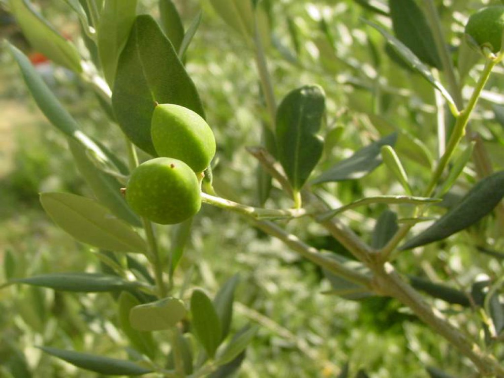 Olives bien vertes