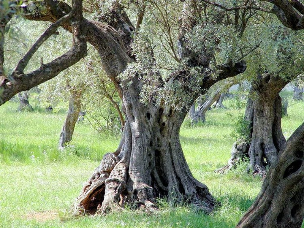 Vieille oliveraie