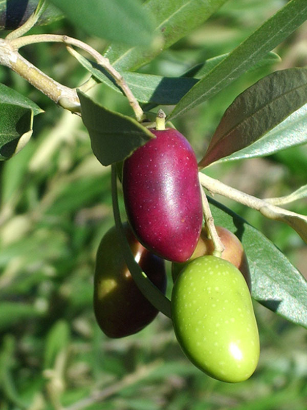 Variété olive rosé du mont d'or