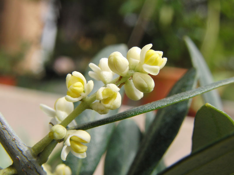 Les variations de la période de floraison de l'olivier