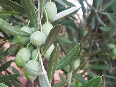 La Picual est une variété d'olive très utilisée en Espagne