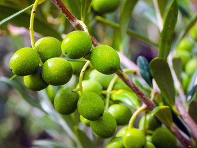 Une variété cultivée pour la production d'huile d'olive