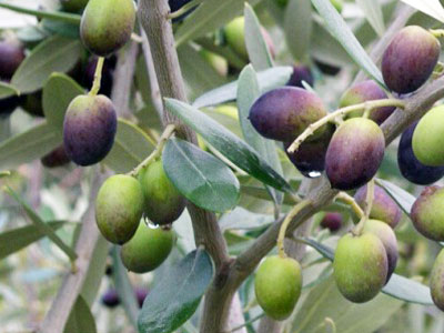 La frantoio est cultivée en toscane
